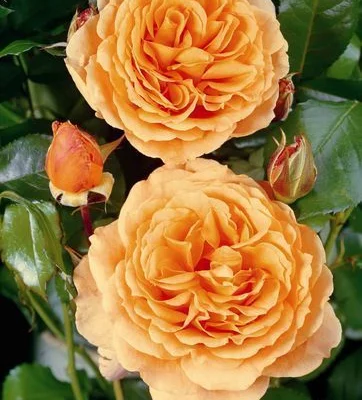 Rosier arbustif 'RIKITA' ® Tan 96205