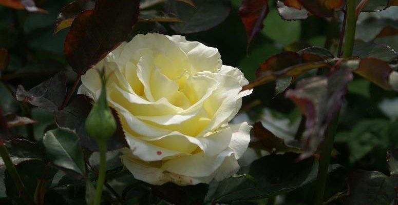 ROSIER Grande fleur 'AMATSU OTOME'