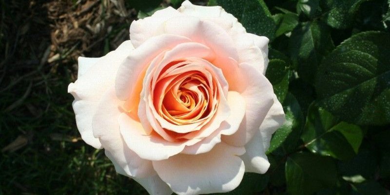 ROSIER Grande fleur 'CHIMENE' ® Harzazz