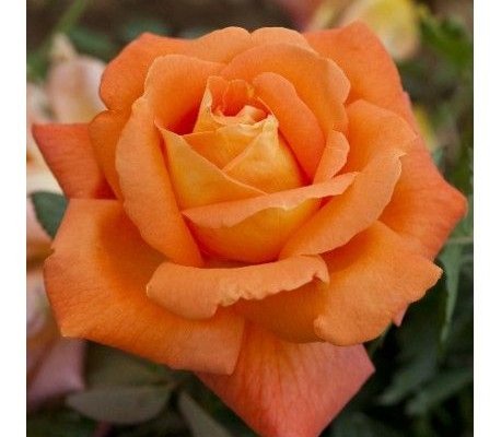 ROSIER Grande fleur 'LOUIS DE FUNES' ® Meirestif