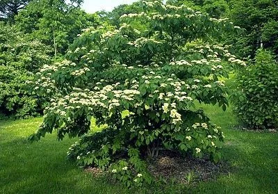 CORNUS controversa - Cornouiller des Pagodes