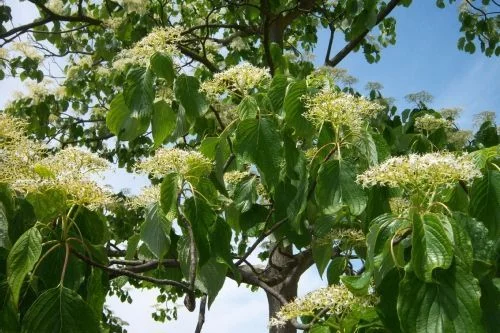 CORNUS controversa - Cornouiller des Pagodes