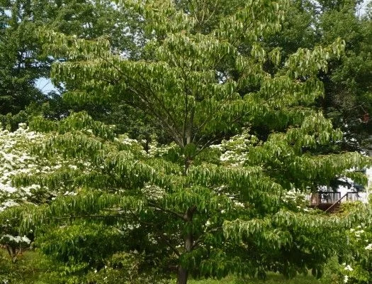 CORNUS controversa - Cornouiller des Pagodes