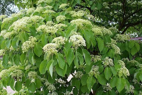 CORNUS controversa - Cornouiller des Pagodes