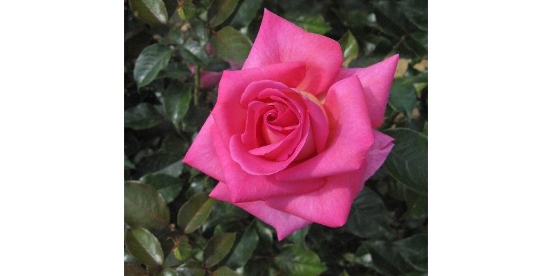 ROSIER Grande fleur 'PARFUM ROYAL' ® Adaborop