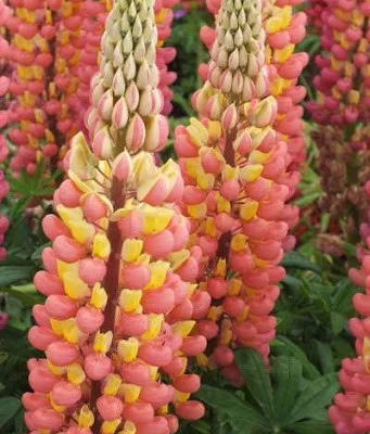 LUPINUS 'Gladiator'