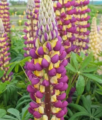 LUPINUS 'Manhattan Lights'