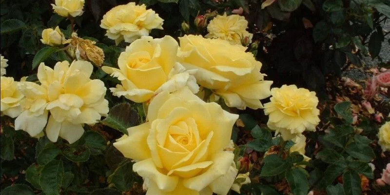 ROSIER Massifs 'GOLDEN DELIGHT'