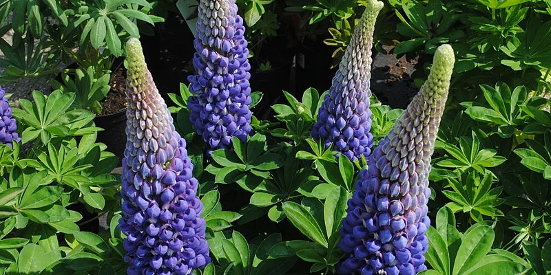 Lupinus 'Persian Slipper'