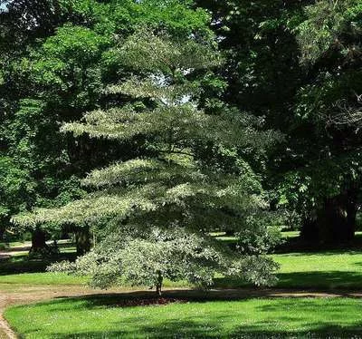 CORNUS controversa 'Variegata' - Cornouiller discuté panaché