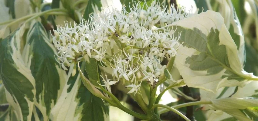 CORNUS controversa 'Variegata' - Cornouiller discuté panaché