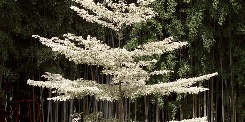 CORNUS controversa 'Variegata' - Cornouiller discuté panaché