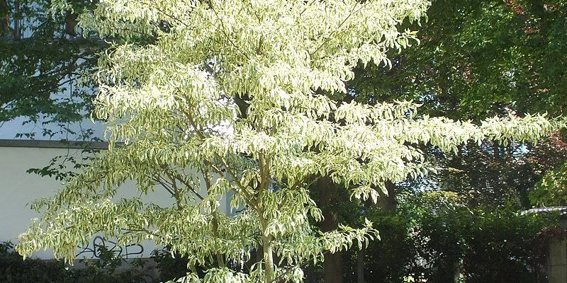 CORNUS controversa 'Variegata' - Cornouiller discuté panaché