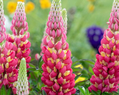 LUPINUS 'Tequila Flame'