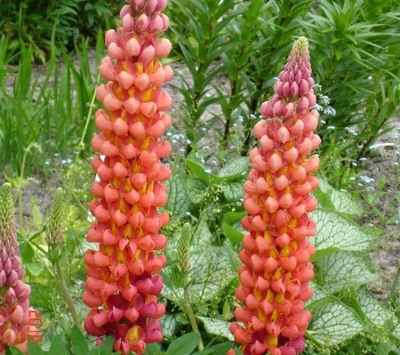 LUPINUS 'Tequila Flame'