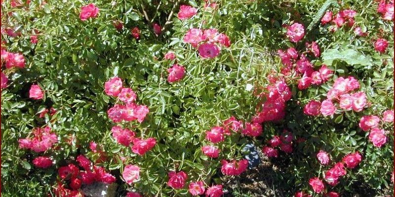 Rosier Couvre-sol 'Fuchsia Meillandecor' ® Meipelta