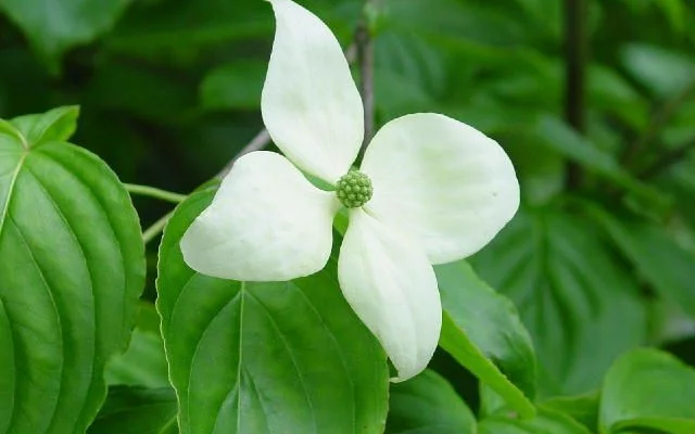 CORNUS florida - Cornouiller à fleurs américain