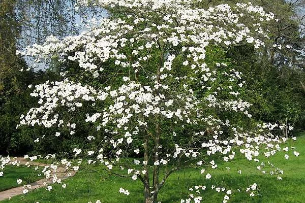 CORNUS florida - Cornouiller à fleurs américain