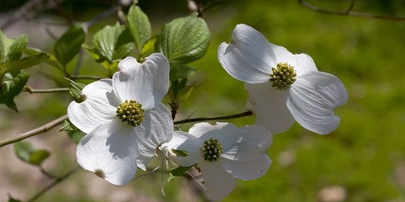 CORNUS florida - Cornouiller à fleurs américain