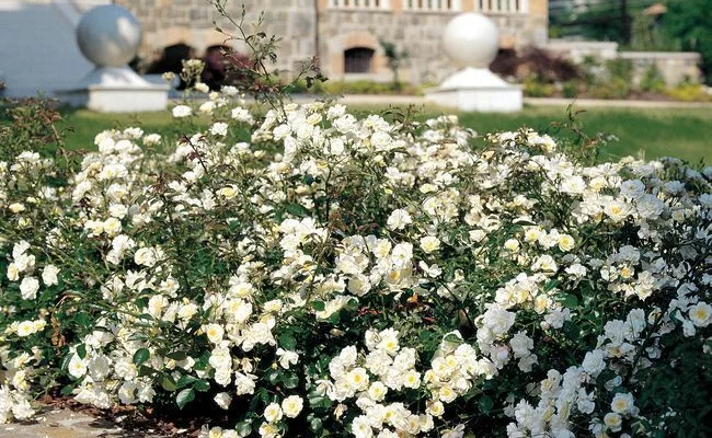 Rosier Couvre-sol 'Neige d'Eté' ® Tanigino