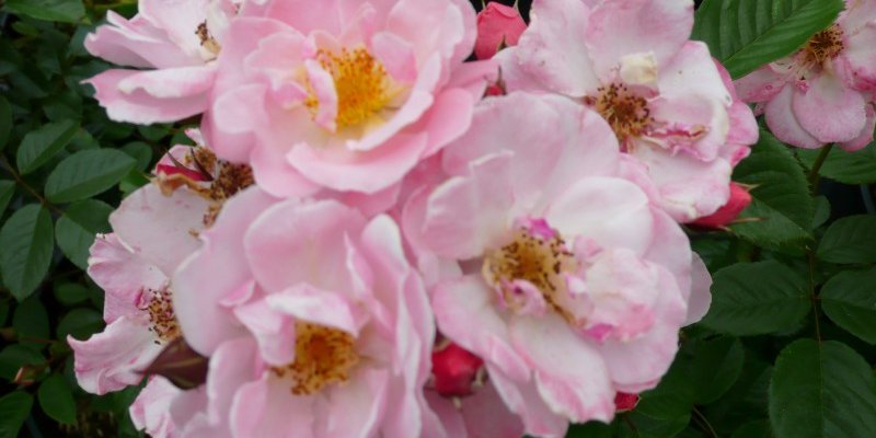 Rosier Couvre-sol 'Pink Cottage' ® Chewily