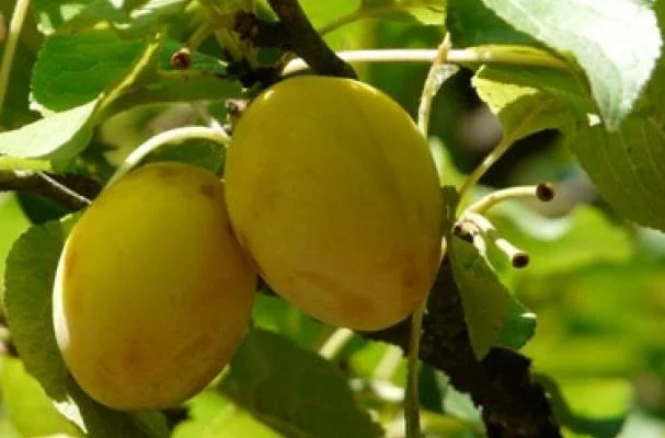 PRUNIER Quetsche 'Blanche de Létricourt' - Arbre fruitier