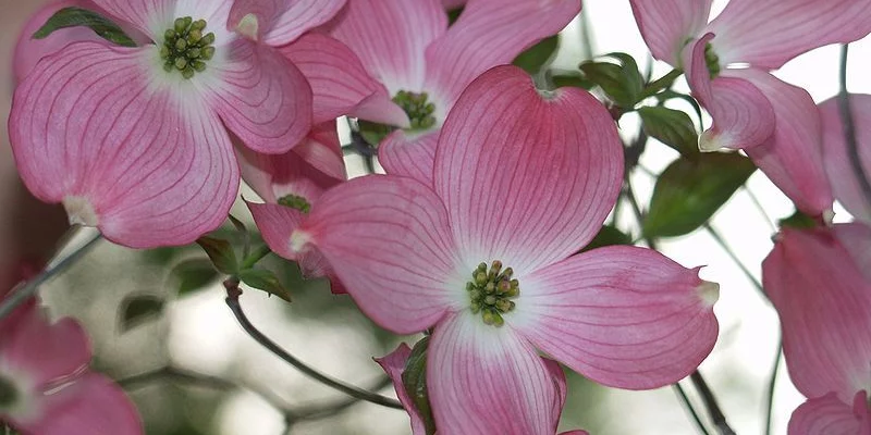 CORNUS florida 'Rubra' - Cornouiller à fleurs américain