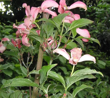 CORNUS florida 'Rubra' - Cornouiller à fleurs américain