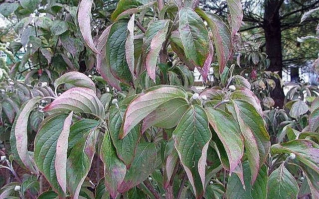 CORNUS florida 'Rubra' - Cornouiller à fleurs américain