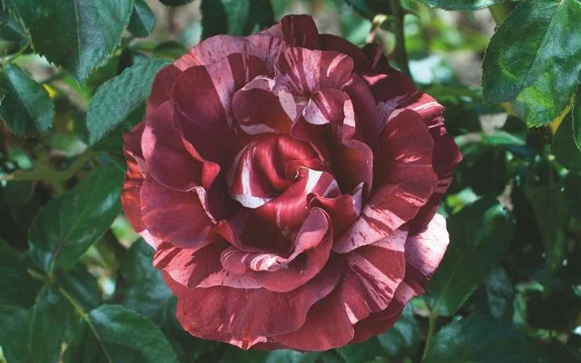 ROSIER Grimpant 'BROWNIE' ® Simstripe