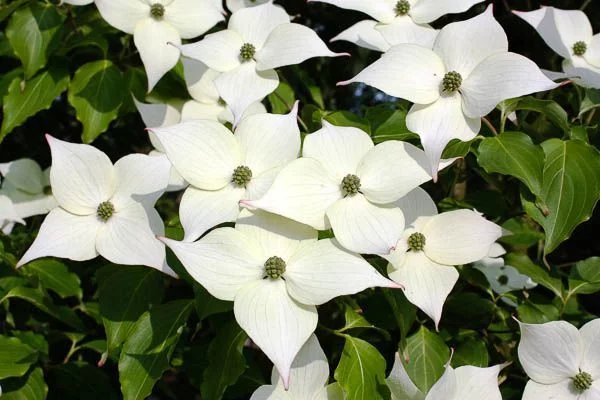 CORNUS kousa - Cornouiller à fleurs de Chine