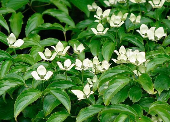 CORNUS kousa - Cornouiller à fleurs de Chine