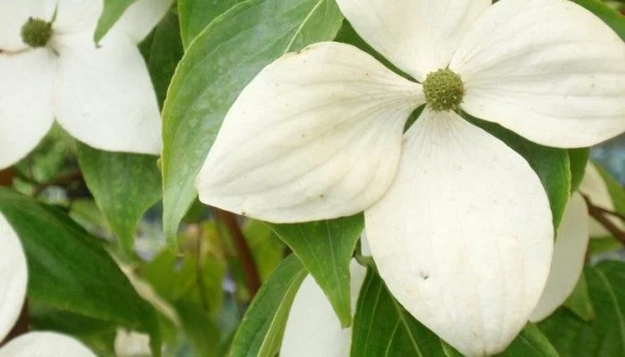 CORNUS kousa - Cornouiller à fleurs de Chine