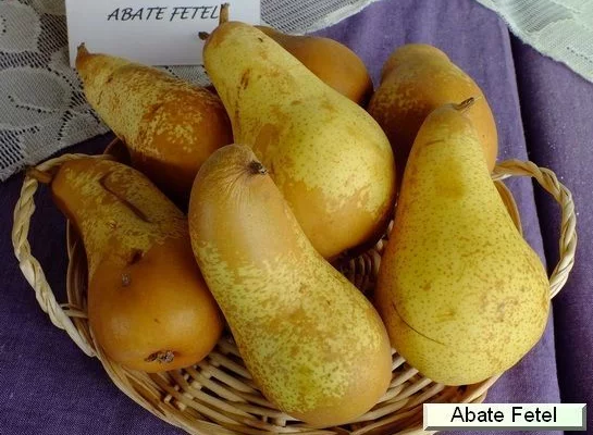 POIRIER 'Abate Fetel' - Arbre fruitier