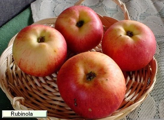 POMMIER 'Rubinola' ® - Arbre fruitier