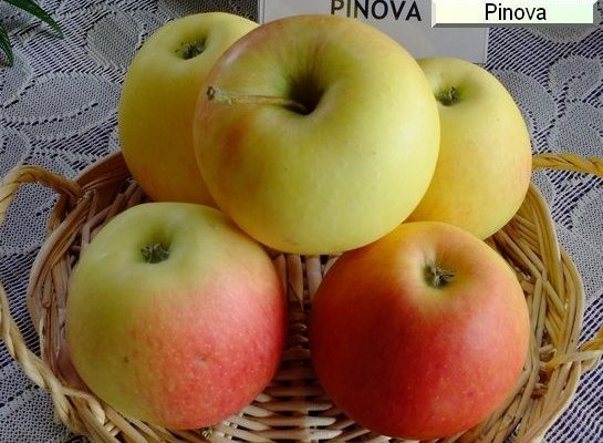 POMMIER 'Pinova' ® - Arbre fruitier