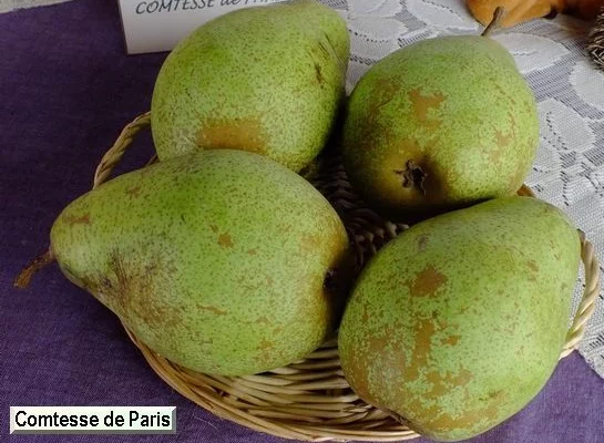 POIRIER 'Comtesse de Paris' - Arbre fruitier