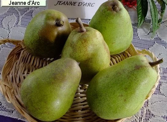 POIRIER 'Jeanne D'Arc' - Arbre fruitier