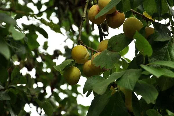 PRUNIER 'Reine Claude d'Oullins' - Arbre fruitier