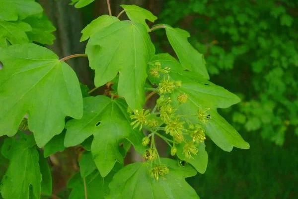 ACER campestre - Erable champêtre