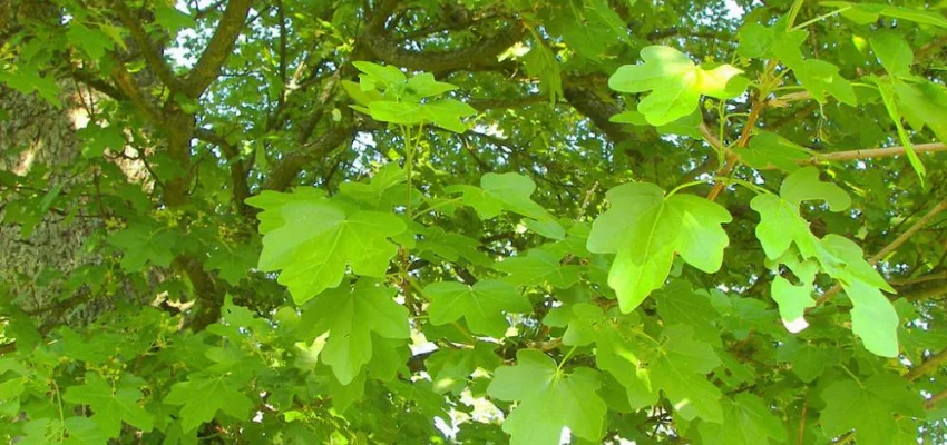 ACER campestre - Erable champêtre