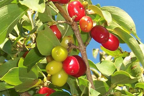 CORNUS mas - Cornouiller mâle