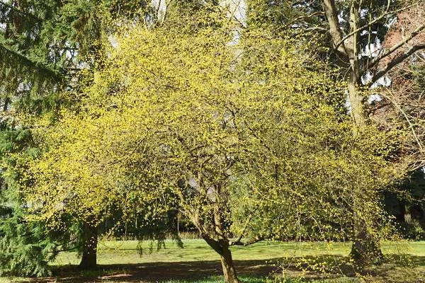 CORNUS mas - Cornouiller mâle