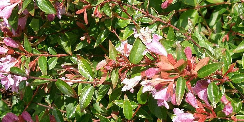 ABELIA grandiflora - Abélia à grandes fleurs