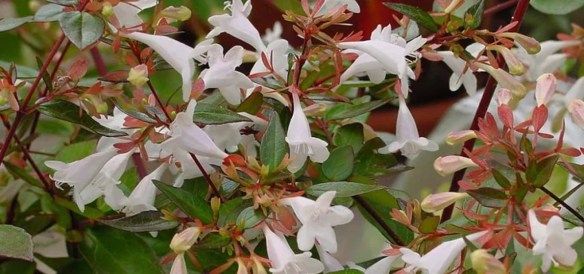 ABELIA grandiflora - Abélia à grandes fleurs