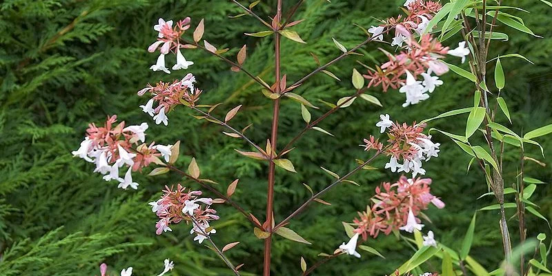 ABELIA grandiflora - Abélia à grandes fleurs