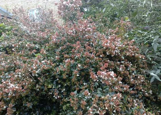 ABELIA grandiflora - Abélia à grandes fleurs