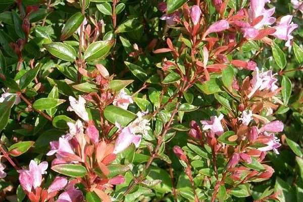 ABELIA 'Edward Goucher' - Abélia à grandes fleurs