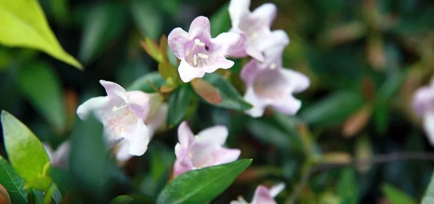 ABELIA 'Edward Goucher' - Abélia à grandes fleurs