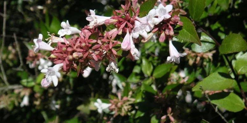 ABELIA 'Edward Goucher' - Abélia à grandes fleurs